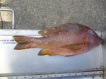 P1000430