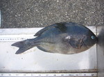 P1010006