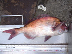 P1010141