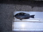 P1010154