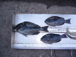 P1010157