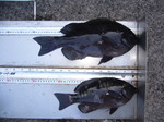 P1010162