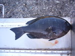 P1010168