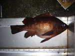 P1010179