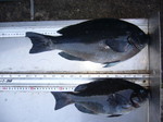 P1010180