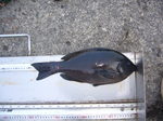 P1010188
