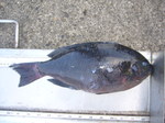 P1010193