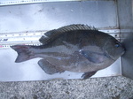 Rimg0420