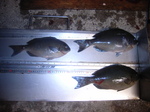 Rimg0435